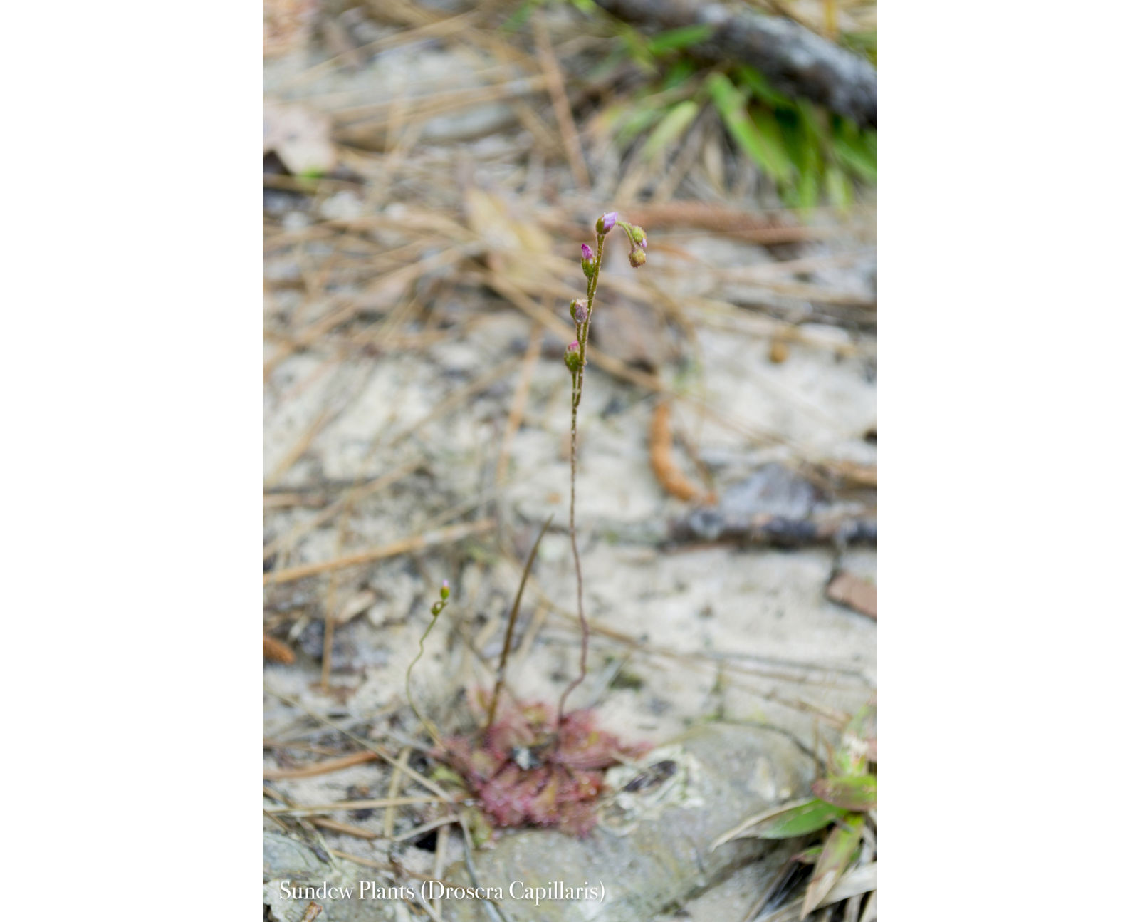Watson Rare Native Plant Preserve